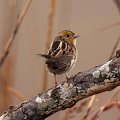 LeConte's Sparrow